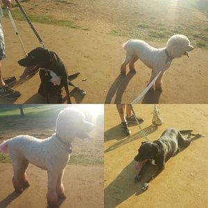 Meet your Posher, Neely